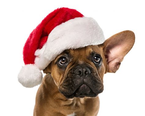 Cute French Bulldog With Santa Hat