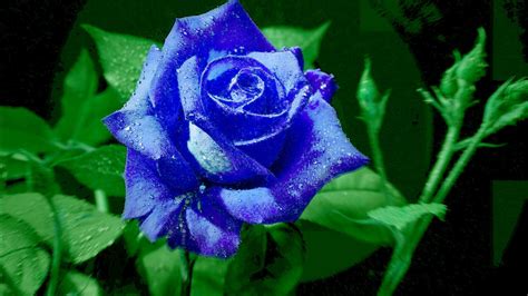 Bright Blue Rose Wallpapers And Images Wallpapers Pictures Photos