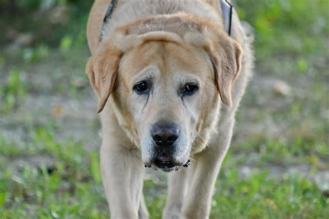 รูปภาพฟรี สุนัข หัว ลาบราดอร์ แนวตั้ง สีน้ำตาลเหลือง สัตว์ สุนัข