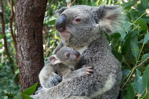 Ask Polly Will I Ever Find Love As A Single Mom Baby Koala Koala