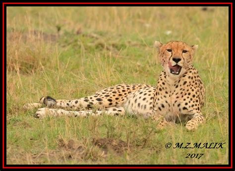 Female Cheetah Acinonyx Jubatusmasai Marasept 2 Flickr