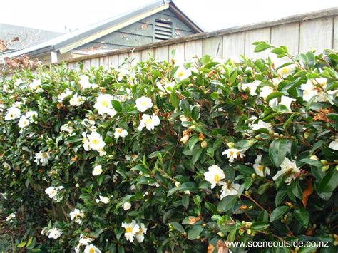Name of your friend * About Garden Design - Camellia sasanqua 'Setsugekka'