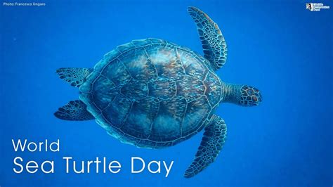 World Sea Turtle Day Youtube