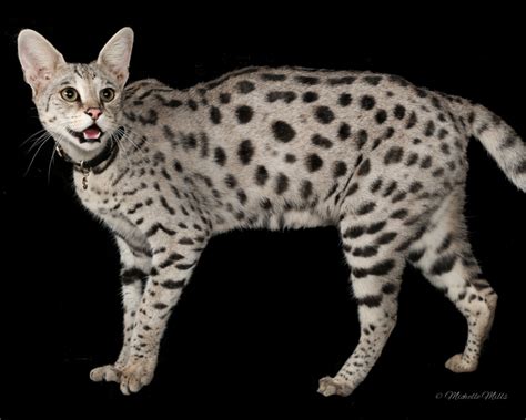 F1savannahkittens.comwhat is a savannah cat?a savannah cat is a domestic cat breed that has a % of african serval wild blood. Full Grown White Savannah Cat - toxoplasmosis