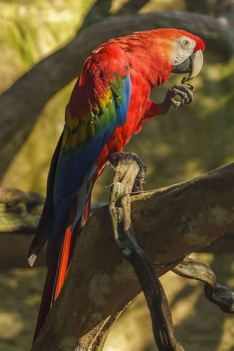 Both species regularly impale prey — often still alive — on spikes, thorns, or barbed wire, and leave so shrikes grasp prey in their hooked beaks and fly it to the nearest pointy object, like a cactus loggerhead shrikes often hunt prey as large as themselves, so the birds have a special hunting. Pin on Creatures