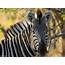 Zebra  Richard Boreham Wildlife Photography
