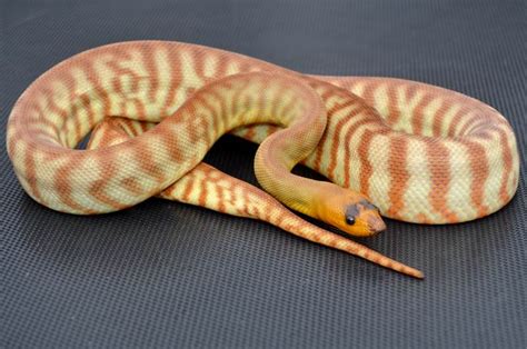 Woma Pythons At Aar