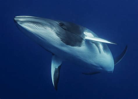 Baleen whales (systematic name mysticeti), known earlier as whalebone whales, form a parvorder of the infraorder cetacea (whales, dolphins and porpoises). New baleen whale call discovered in the Mariana Trench