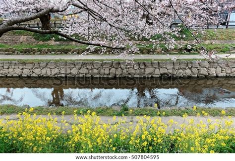 Romantic Sidewalks Under Cherry Blossoms Sakura Stock Photo 507804595