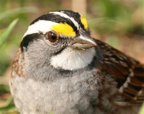 Northeast Naturalist White Throated Sparrows