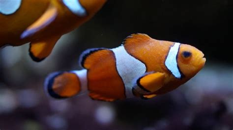 Ocellaris Clownfish Care Guide Everything You Need To Know