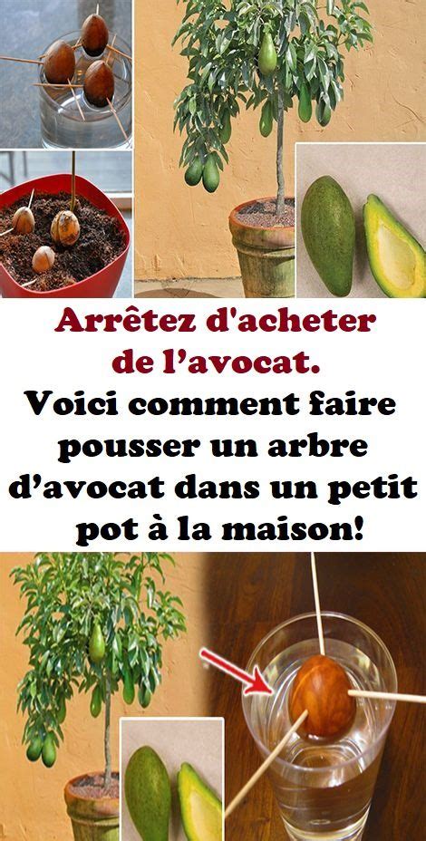 Comment faire pousser un avocatier dans un petit pot à la maison en Avocatier Faire