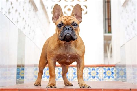 Americas 10 Most Popular Dog Breeds