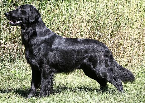 This breed needs to be with his family to be happy. About Dog Flat-Coated Retriever: How Well Is Your Flat ...