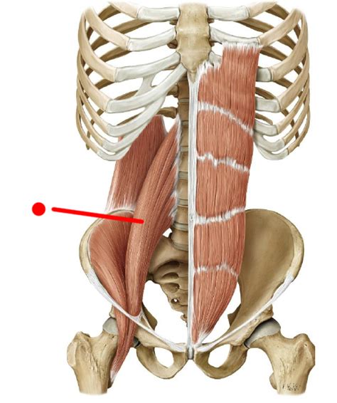 Muscle Of The Month Psoas Core Power Or A Pain In The Back — Cs Pilates