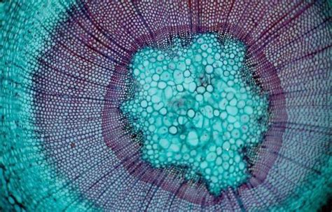 Confocal microscopy image of a young leaf of thale cress, with one marker outlining the cells and other markers indicating young cells of the stomatal lineage (cells that will ultimately give rise to stomata, cellular valves used for gas exchange). 78+ images about Under a microscope on Pinterest ...