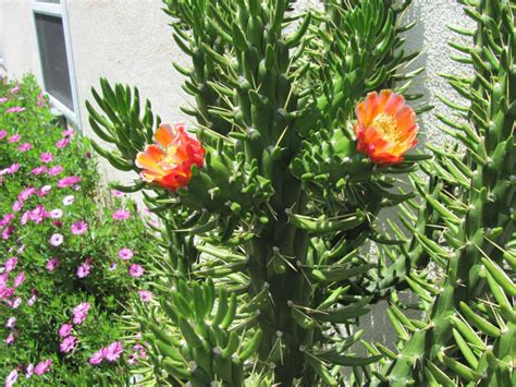 The first thing you need to learn is how to remove the offsets from. Opuntia subulata - Eve's Needle cactus - Succulents and Cactus