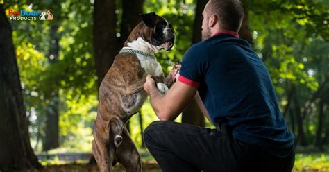Why Do Dogs Jump on People, & How To Train Them To Stop It