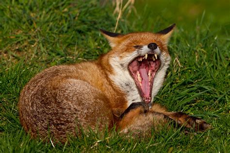 Red Fox Yawning Flickr Photo Sharing