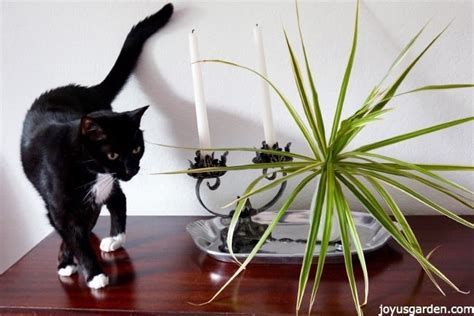 In this video, i will demonstrate you 3 different methods used in propagating or rooting the cuttings of dracaena marginata plant with rooting result of tip. Dracaena Marginata Cuttings Root Easily In Water: Here's ...