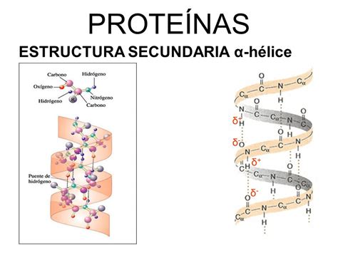 Organización Molecular De La Célula Proteínas