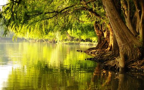 Tree Water Wallpapers Top Free Tree Water Backgrounds Wallpaperaccess