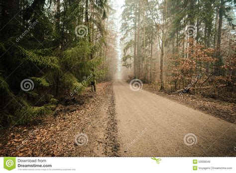 Pathway Through The Misty Autumn Forest Stock Image Image Of Green