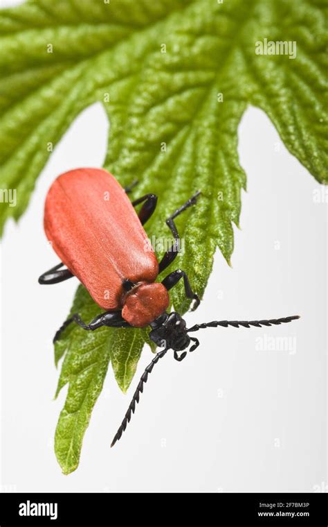 Scarlet Fire Beetle Cardinal Beetle Pyrochroa Coccinea Sits On A