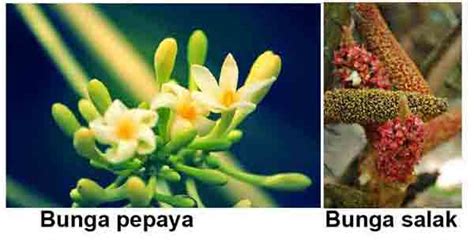 Perkembangbiakan tumbuhan secara generatif maslatip com. Bagian-bagian Bunga dan Fungsinya ~ Juragan Les