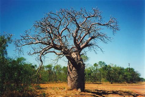 The Wonderful Boab Tree Pictured Here By The Remote Gibb River Road