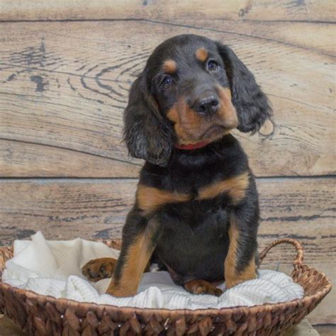 These english setter puppies are energetic, intelligent, & friendly. Puppies for Sale in PA