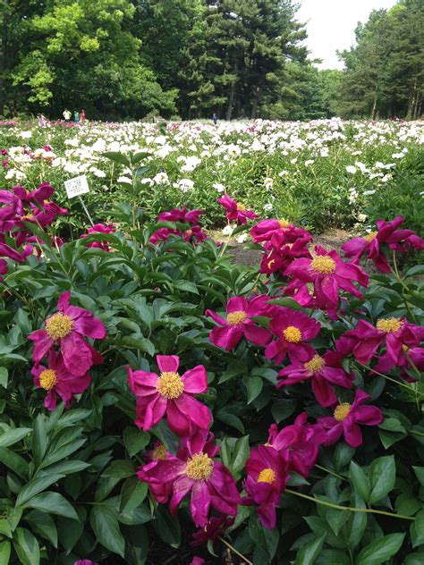 Actual pay may be different — this range is estimated based on researcher in ann arbor, michigan, united states at similar companies. Ann Arbor Peony garden. UofM Botanical Gardens | Peonies ...