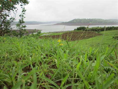 Gambar Rawa Bidang Tanah Pertanian Padang Rumput Bunga Tanaman