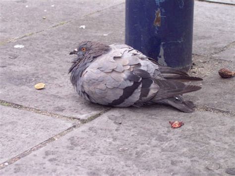 A Fat Pigeon