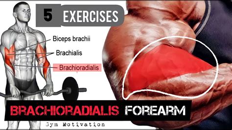 Best 5 Exercises Brachioradialis Forearm Workout Shredded Body