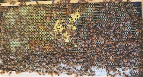 Backyard Beekeeping 101 All You Need To Know North Georgia Living