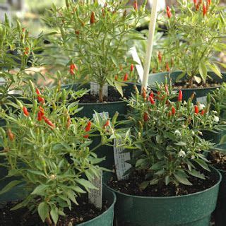 We did not find results for: Growing Chili Peppers Indoors | Growing chili peppers ...
