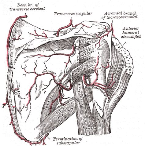 We did not find results for: Supraspinatus muscle - wikidoc