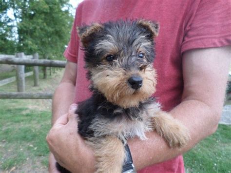 Find airedale terrier puppies and breeders in your area and helpful airedale terrier information. Airedale Terrier Puppies For Sale | Indianapolis Boulevard ...