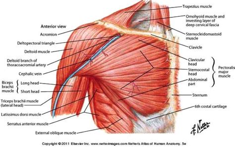 Shoulder Muscles Diagram Telcel2u Shoulder Muscles Divided Into