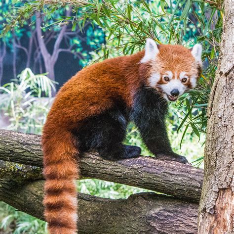 Weitere ideen zu panda bilder, panda, süße tiere. Roter Panda (Ailurus fulgens) Foto & Bild | panda, zoo ...