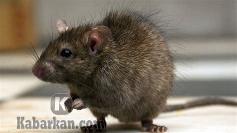 tikus 2d