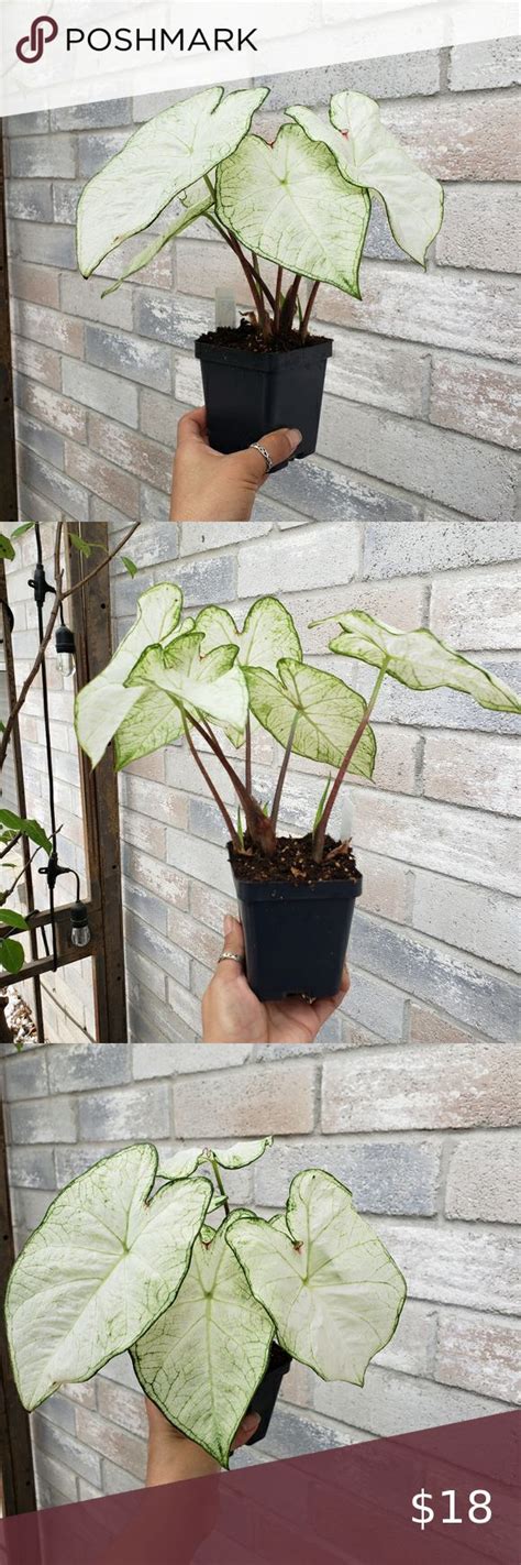 Florida Moonlight Caladium Caladium Plant Mom Moonlight