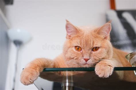 Cat Is Lying On The Glass Table Stock Photo Image Of Sleep Muzzle