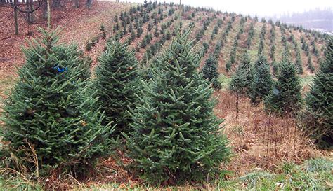 About Christmas Tree Farms Hobby Farms