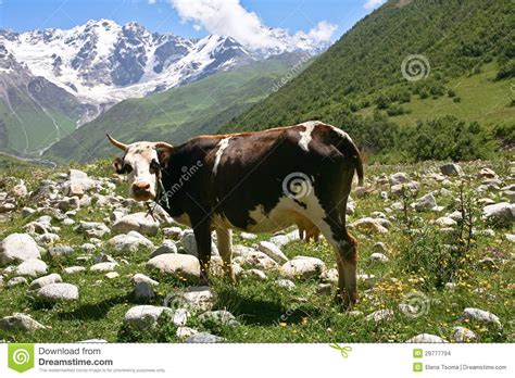 A Cow In Mountains Stock Photo Image Of Natural Health 29777794