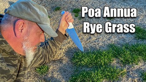 Killing Poa Annua In Lawns And Rye Grass Overseed Transition Youtube