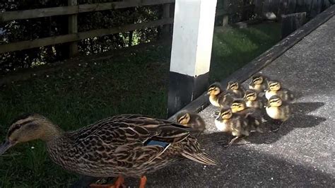 Cute Ducklings Following Mother Youtube