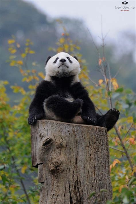 Giant Panda Photos • Fu Bao At Zoo Vienna In Austria On October 7