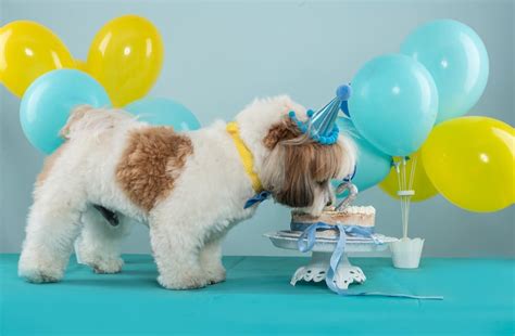 50 Dog Birthday Puns To Make You Smile Great Pet Living